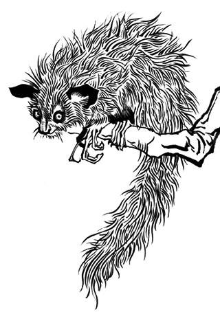 アイアイ 動物 どうぶつのあいあい とは ピクシブ百科事典