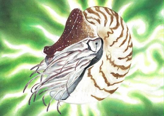 オウムガイ おうむがい とは ピクシブ百科事典