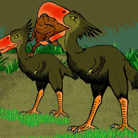 ノガンモドキ目 Cariamiformes JapaneseClass.jp