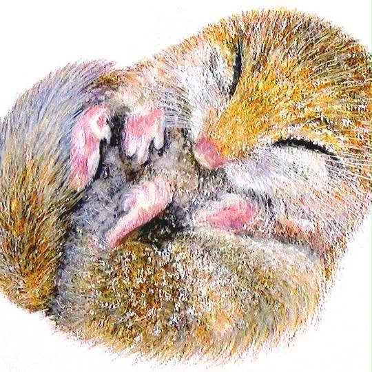 ニホンヤマネ にほんやまね とは ピクシブ百科事典