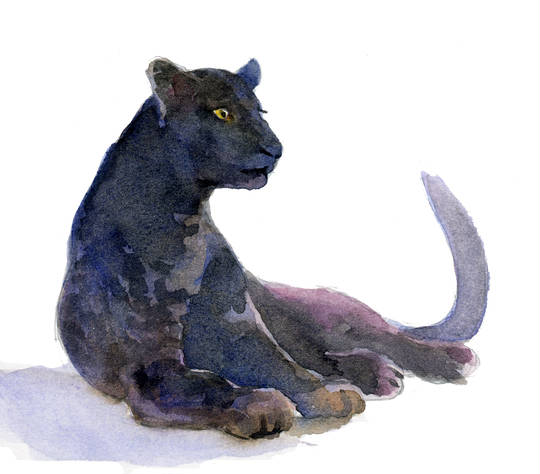 黒豹 くろひょう とは ピクシブ百科事典