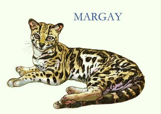 マーゲイ まーげい とは ピクシブ百科事典