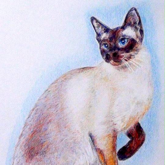 シャムネコ しゃむねこ とは ピクシブ百科事典