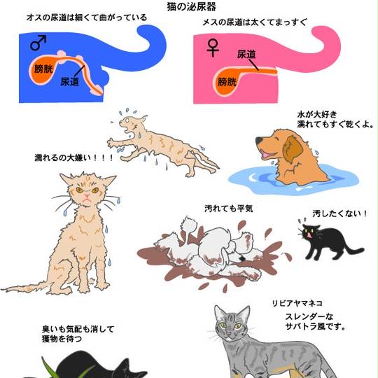 アフリカンワイルドキャット (あふりかんわいるどきゃっと)とは