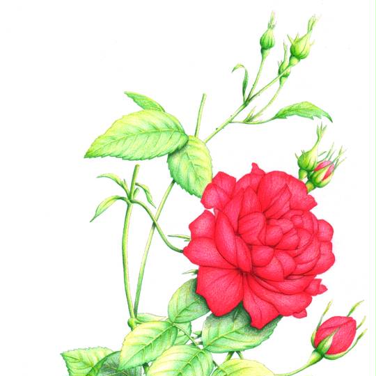 バラ ばら とは ピクシブ百科事典