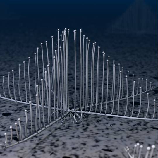 コンドロクラディア リラ こんどろくらでぃありら とは ピクシブ百科事典