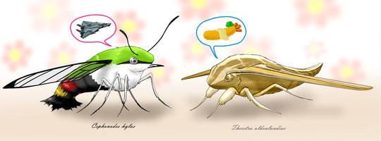 スズメガ すずめが とは ピクシブ百科事典 スズメガ すずめが とは ピクシブ百科事典