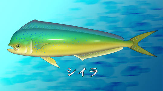 シイラとはどんな魚ですか? – シイラのムニエル – シイラとは?マヒマヒとも呼ばれる高級魚! – AFVSS