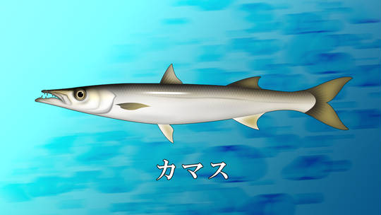カマス かます とは ピクシブ百科事典