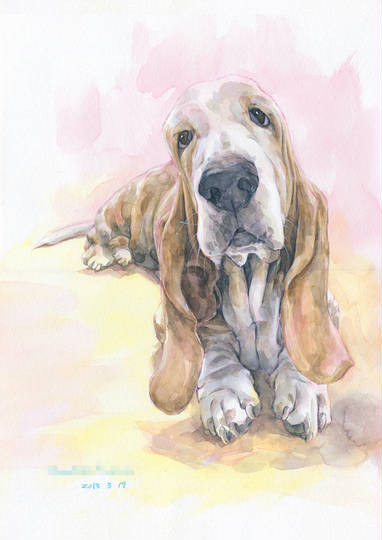 バセットハウンド ばせっとはうんど とは ピクシブ百科事典