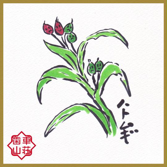 ハトムギ (はとむぎ)とは【ピクシブ百科事典】