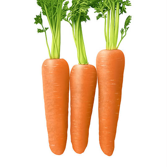 にんじん にんじん とは ピクシブ百科事典