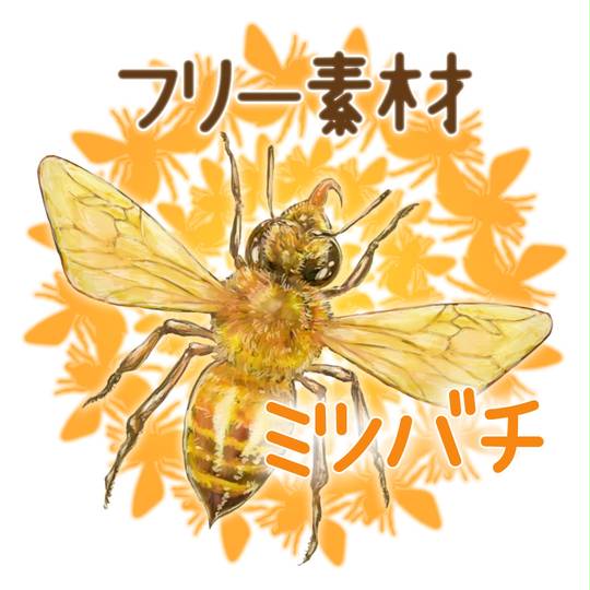 蜜蜂 みつばち とは ピクシブ百科事典