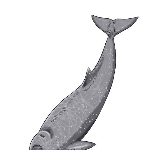 ツチクジラ つちくじら とは ピクシブ百科事典