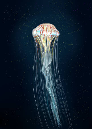 アカクラゲ あかくらげ とは ピクシブ百科事典