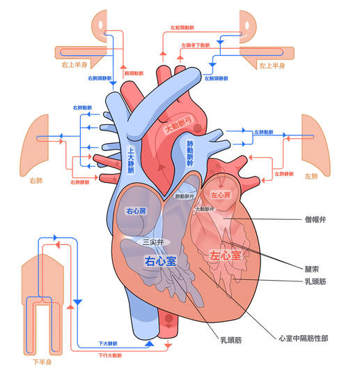 心臓 しんぞう とは ピクシブ百科事典