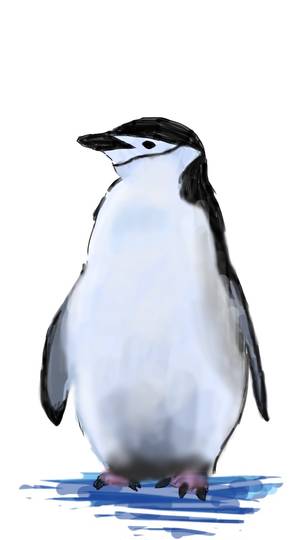 ヒゲペンギン ひげぺんぎん とは ピクシブ百科事典