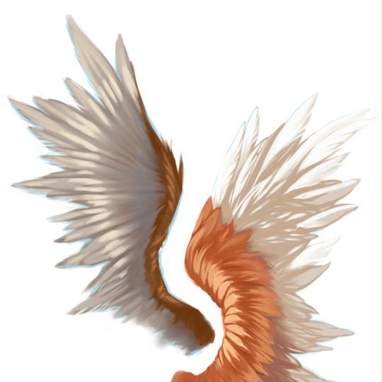 羽翼