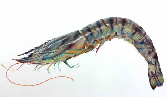 海老 えび とは ピクシブ百科事典