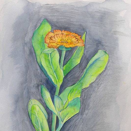 キンセンカ きんせんか とは ピクシブ百科事典