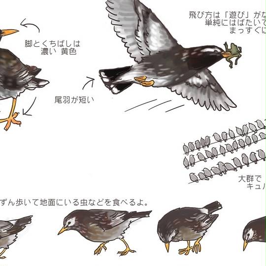 ムクドリ科 むくどりか とは ピクシブ百科事典