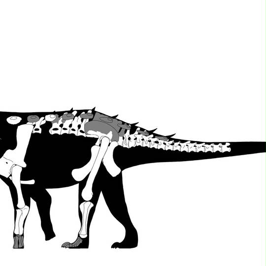 ネウケンサウルス ねうけんさうるす とは ピクシブ百科事典