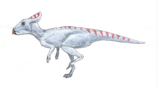 ケラトゥス・ウーマンのリーフレット