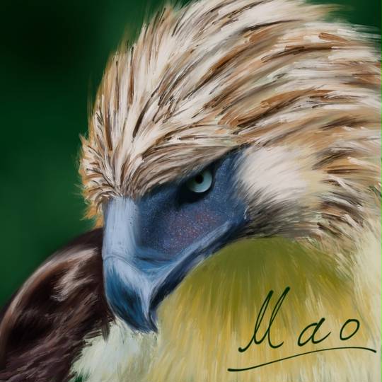 フィリピンワシ (ふぃりぴんわし)とは【ピクシブ百科事典】