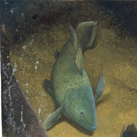 肉鰭類 Sarcopterygii JapaneseClass.jp