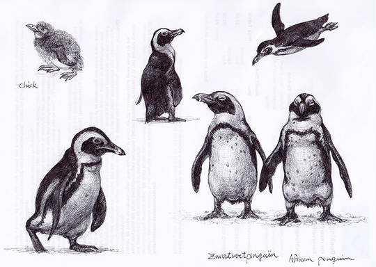 ケープペンギン けーぷぺんぎん とは ピクシブ百科事典