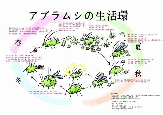 アブラムシ あぶらむし とは ピクシブ百科事典