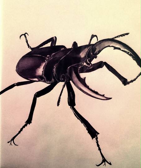 クワガタ くわがた とは ピクシブ百科事典