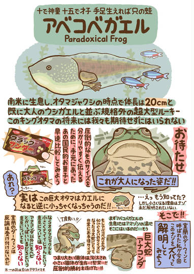 アベコベガエル あべこべがえる とは ピクシブ百科事典