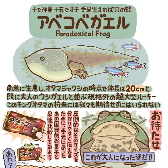 アベコベガエル あべこべがえる とは ピクシブ百科事典