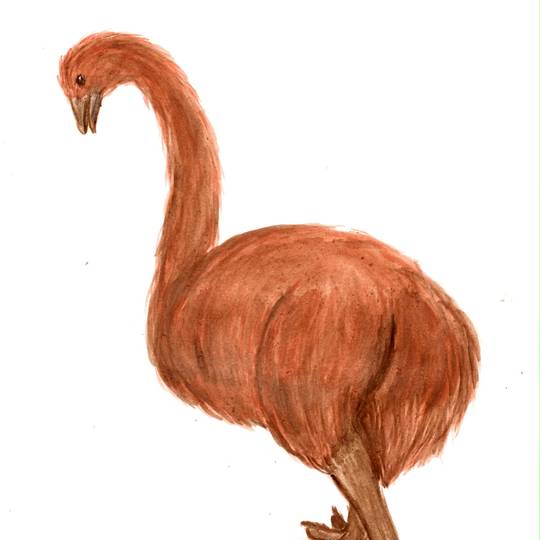 ジャイアントモア じゃいあんともあ とは ピクシブ百科事典