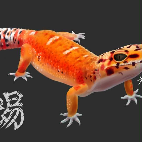 ヒョウモントカゲモドキ属 ひょうもんとかげもどきぞく とは ピクシブ百科事典