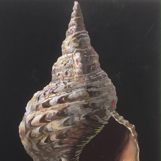 大型トウカムリ法螺貝 ほら貝 ホラガイ❣️ 特に乙音がかなり