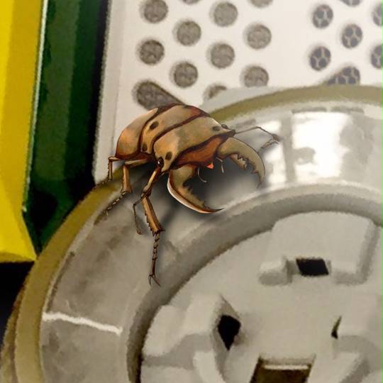 メンガタクワガタ めんがたくわがた とは ピクシブ百科事典