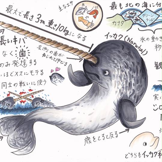 イッカク(動物) (どうぶつのいっかく)とは【ピクシブ百科事典】