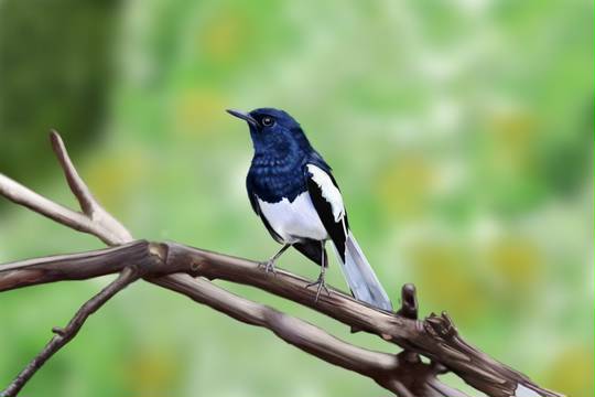 Bird ばーど とは ピクシブ百科事典