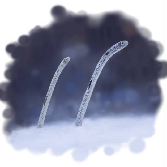 チンアナゴ ちんあなご とは ピクシブ百科事典