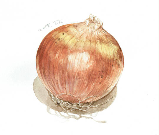 タマネギ たまねぎ とは ピクシブ百科事典
