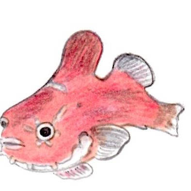 カジカ亜目 かじかあもく とは ピクシブ百科事典