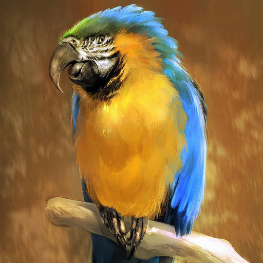 コンゴウインコ (こんごういんこ)とは【ピクシブ百科事典】