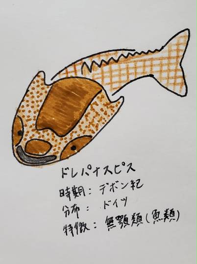 翼甲類