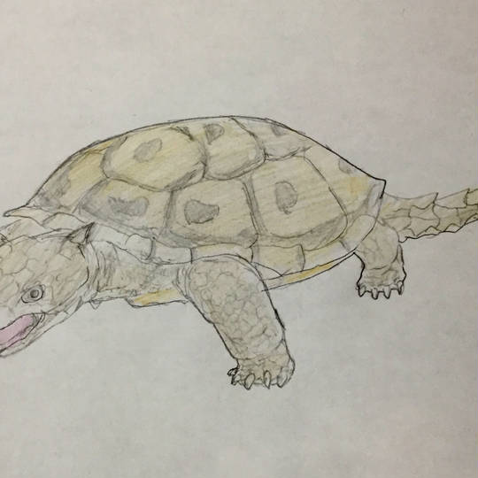 メイオラニア めいおらにあ とは ピクシブ百科事典 メイオラニア めいおらにあ とは ピクシブ百科事典