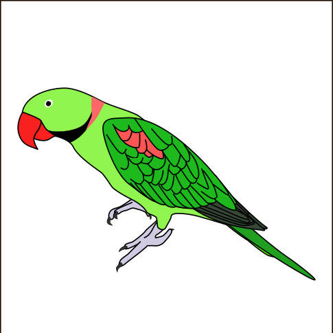 オオホンセイインコ (おおほんせいいんこ)とは【ピクシブ百科事典】