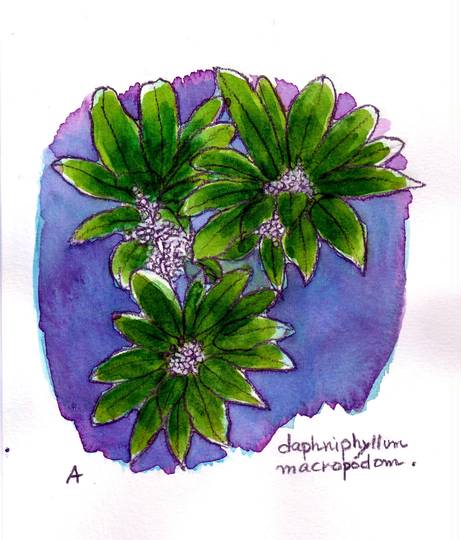 ユズリハ ゆずりは とは ピクシブ百科事典