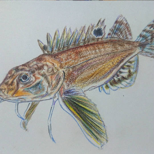 ハチ 魚 はち とは ピクシブ百科事典