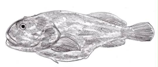 ニュウドウカジカ にゅうどうかじか とは ピクシブ百科事典